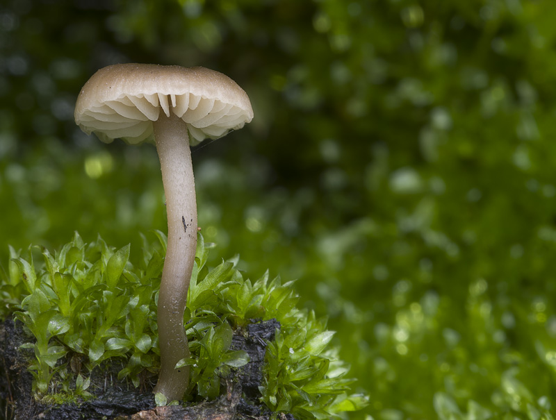 Tephrocybe atrata